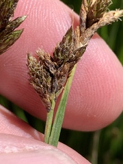 Carex phaeocephala