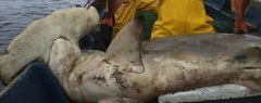 Hammerhead Shark
