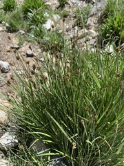 Carex phaeocephala