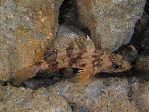 Calico rockfish (Sebastes dallii) — Sebastidae — 5