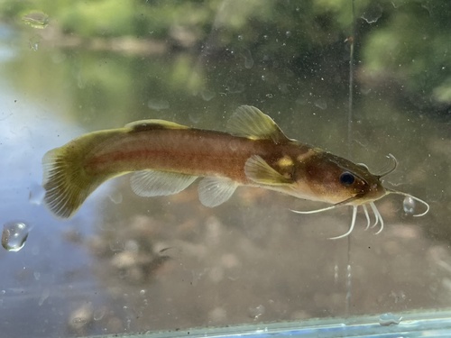 Stonecat (Noturus flavus) — Ictaluridae