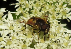 Eristalis horticola