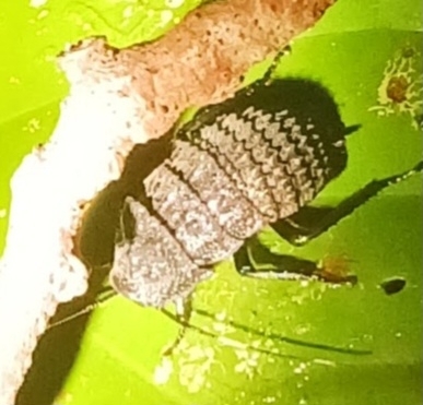 Catara rugosicollis