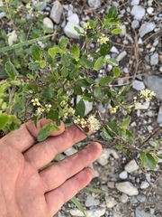 Ceanothus martini
