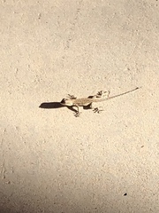 Urosaurus ornatus