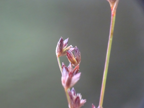 Image of Juncus tweedyi by no rights reserved