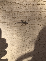 Urosaurus ornatus