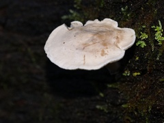 Clitocybe semiocculta