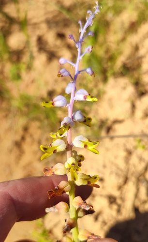 Lachenalia mutabilis