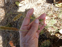 Dalea phleoides microphylla