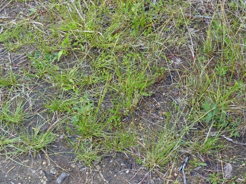 Image of Rhynchospora capitellata by no rights reserved