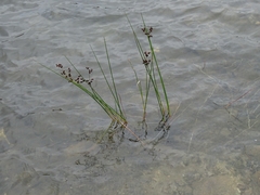 Soldier Rush (Juncus militaris)