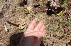 Dalea phleoides microphylla