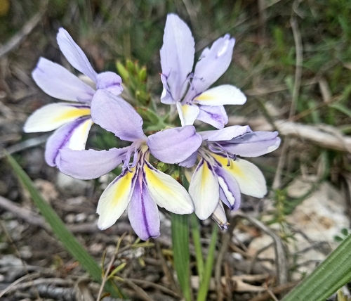 Image of Babiana fourcadei by (c) kevin koen, some rights reserved (CC BY-SA)