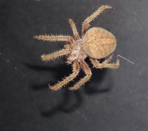 Spotted Orbweaver, Refuge Rd, Sherman, TX, US, photo 7 of 10