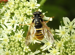 Temnostoma vespiforme