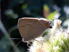 Contrafacia muattina
