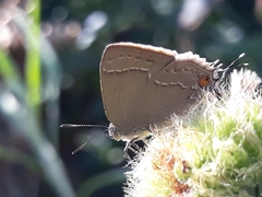 Contrafacia muattina