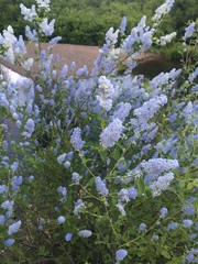 Ceanothus integerrimus macrothyrsus