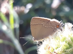 Contrafacia muattina