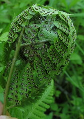 Herpetogramma aeglealis
