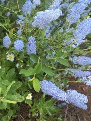 Ceanothus integerrimus macrothyrsus