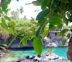 Ficus microcarpa, recorded vegetative