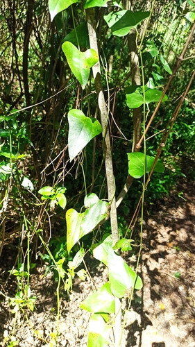 Aristolochia triangularis, photograph 4