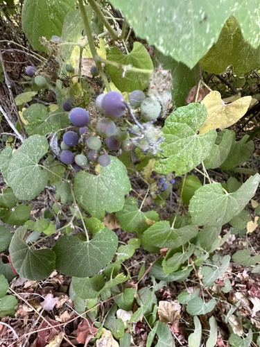 Image of Vitis girdiana by (c) Eric Alan Isaacson, some rights reserved (CC BY)