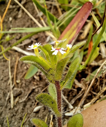 Image of Zaluzianskya gracilis by (c) kevin koen, some rights reserved (CC BY-SA)