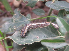 Dione vanillae maculosa