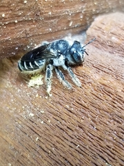 Lithurgopsis gibbosa