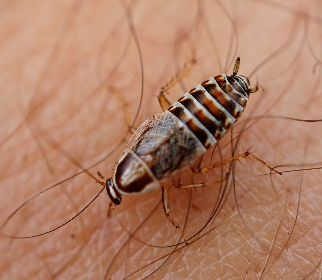 Phyllodromica nadigi
