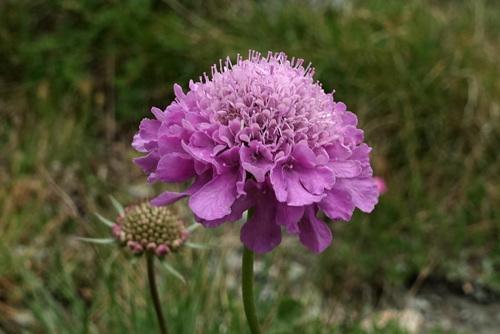 Scabiosa pyrenaica, photograph 1
