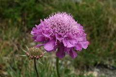 Scabiosa pyrenaica, photograph (c) Wolfgang Jauch, some rights reserved (CC BY)