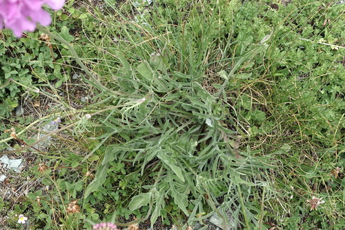 Scabiosa pyrenaica, photograph 2