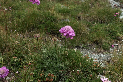 Pyrenean scabious (Scabiosa pyrenaica)