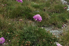 Scabiosa pyrenaica