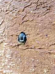 Lithurgopsis gibbosa