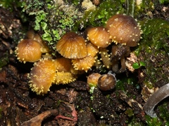 Neobarya agaricicola