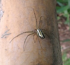 Leucauge mariana