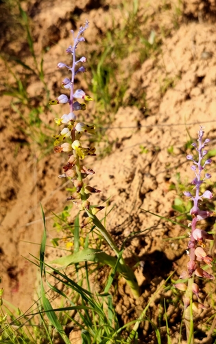 Image of Lachenalia mutabilis by (c) Andreas Schneider, some rights reserved (CC BY)