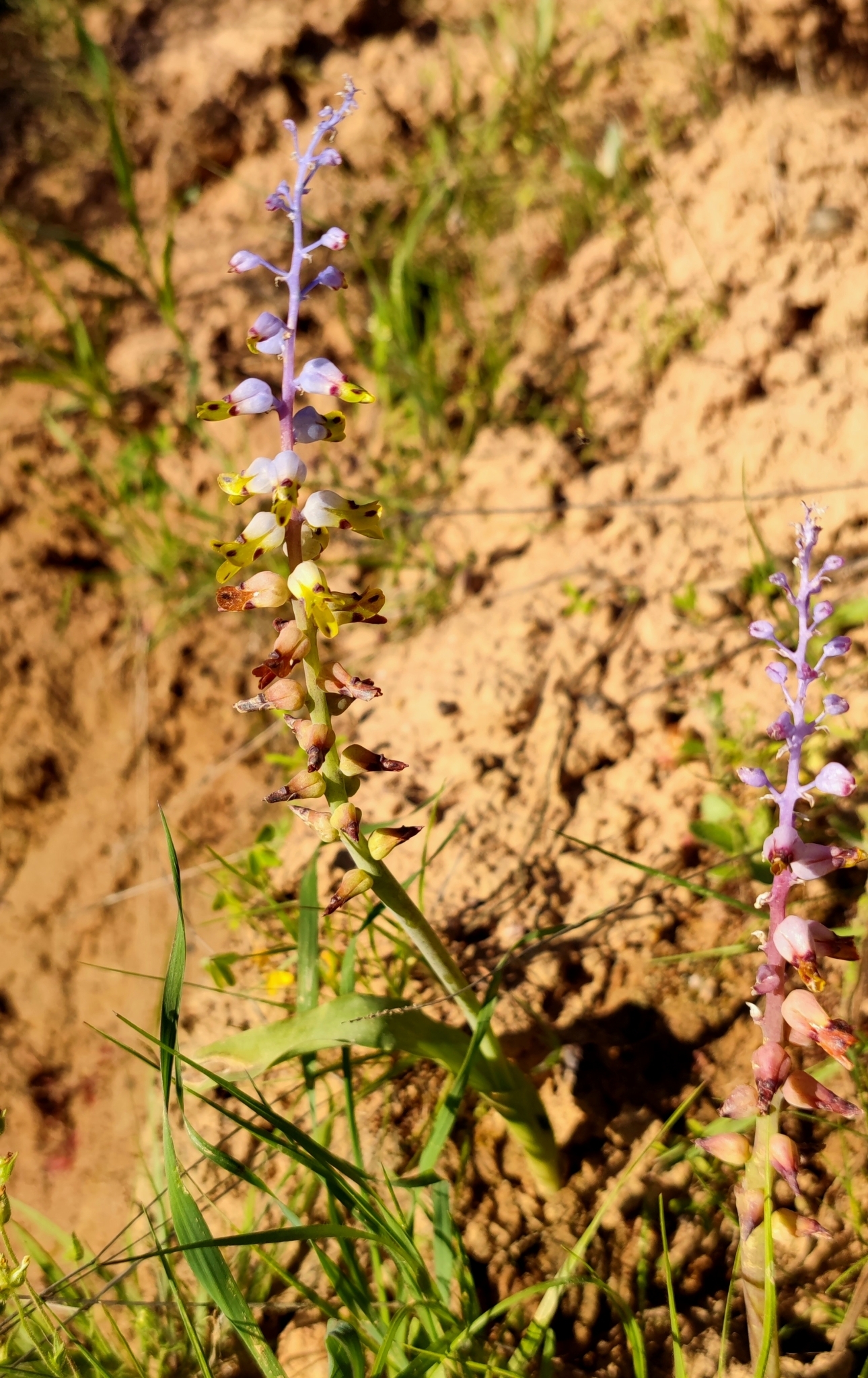 Lachenalia mutabilis