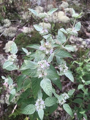 Pycnanthemum curvipes