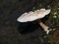 Clitocybe semiocculta