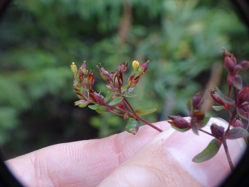 Image of Hypericum boreale by no rights reserved