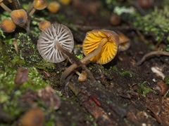 Neobarya agaricicola