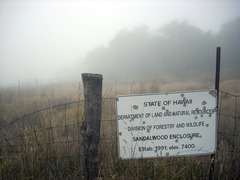 Santalum paniculatum