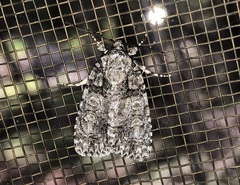 Acronicta increta