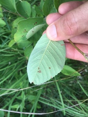 Amelanchier sanguinea